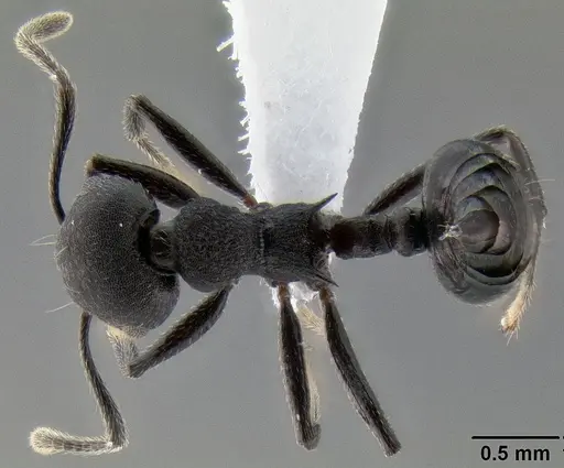 Crematogaster formosa specimen