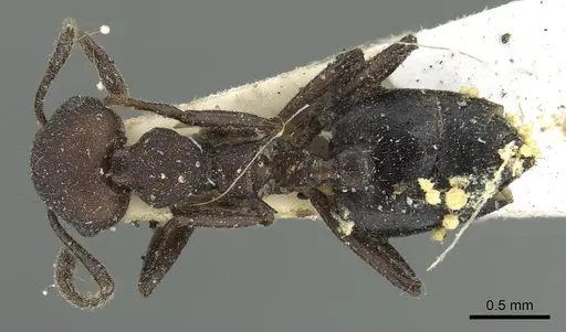 Crematogaster formosa - CASENT0902153