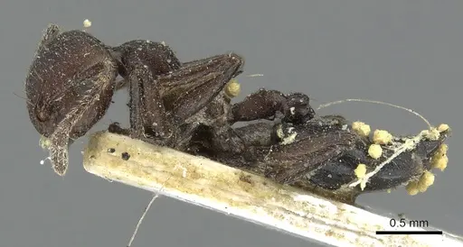 Crematogaster formosa - CASENT0902153