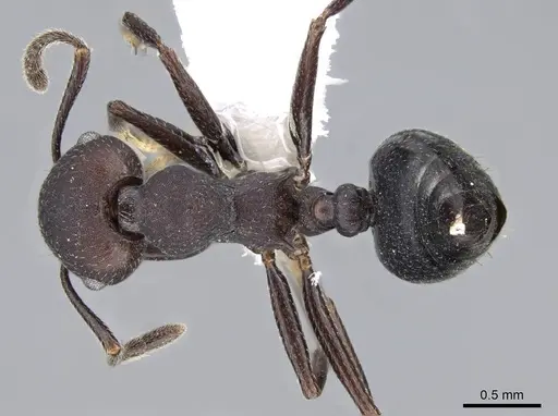 Crematogaster formosa - CASENT0914567