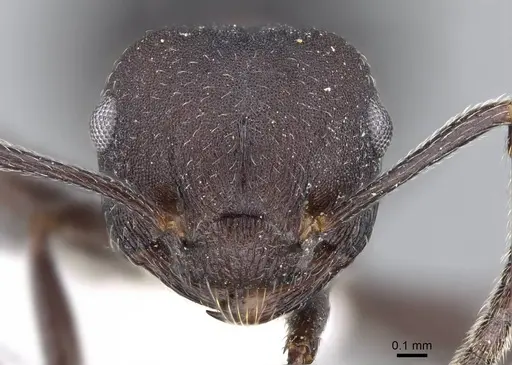 Crematogaster formosa - CASENT0914567