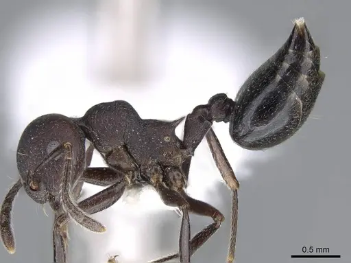 Crematogaster formosa - CASENT0914567