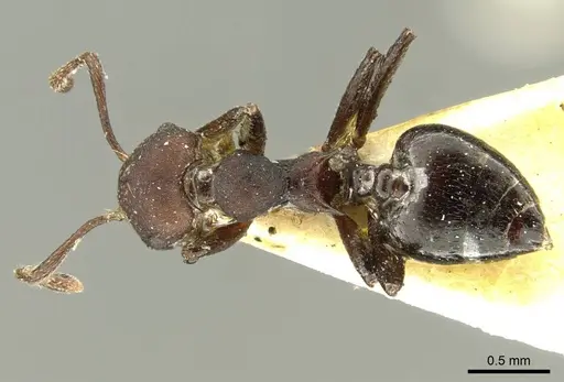 Crematogaster formosa - CASENT0919702
