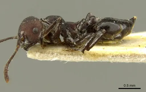 Crematogaster formosa - CASENT0919702