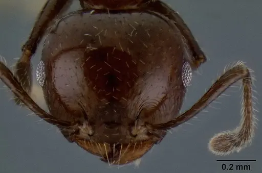 Crematogaster fraxatrix specimen