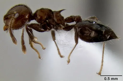 Crematogaster fraxatrix specimen
