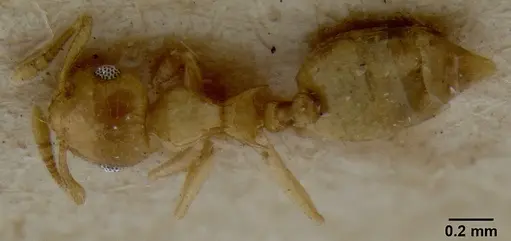 Crematogaster fritzi specimen