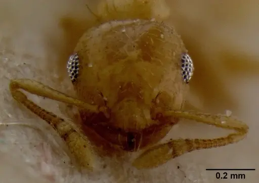 Crematogaster fritzi specimen