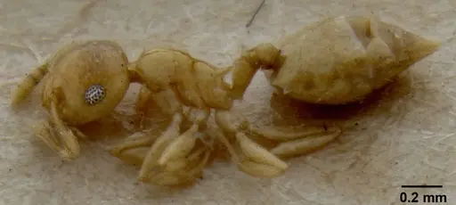 Crematogaster fritzi specimen