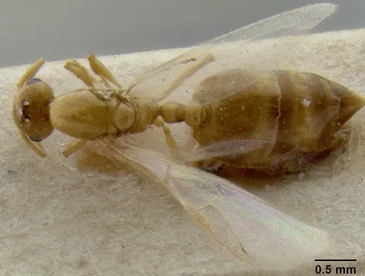 Crematogaster fritzi - CASENT0171222