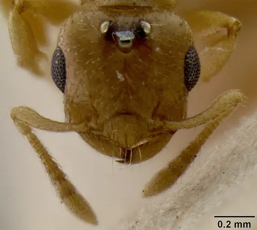 Crematogaster fritzi - CASENT0171222