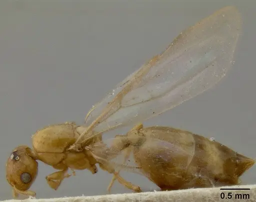 Crematogaster fritzi - CASENT0171222