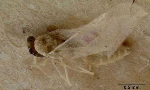 Crematogaster fritzi - CASENT0171223