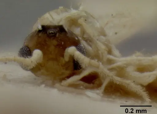 Crematogaster fritzi - CASENT0171223