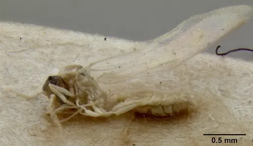 Crematogaster fritzi - CASENT0171223