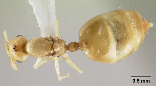 Crematogaster fritzi - CASENT0178366