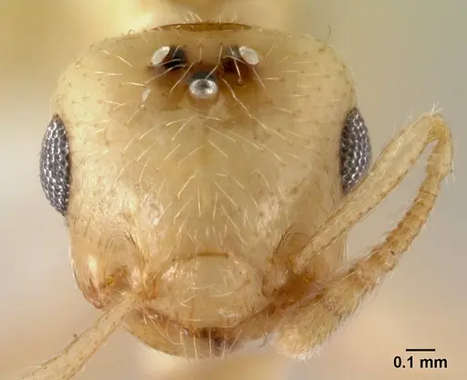 Crematogaster fritzi - CASENT0178366