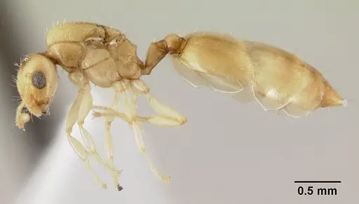 Crematogaster fritzi - CASENT0178366