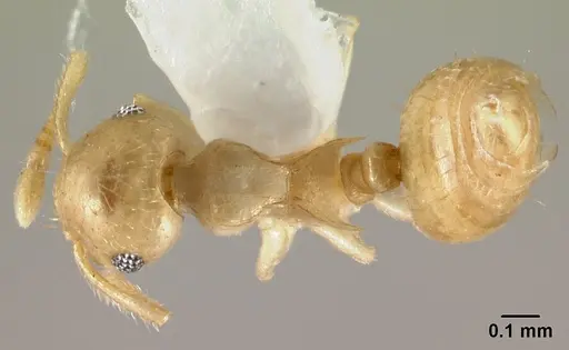 Crematogaster fritzi - CASENT0178367