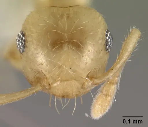 Crematogaster fritzi - CASENT0178367