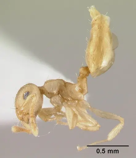 Crematogaster fritzi - CASENT0178367