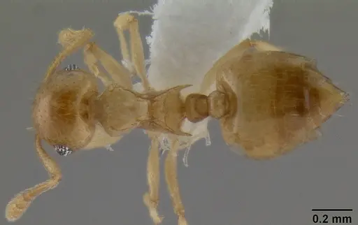 Crematogaster fritzi - CASENT0193803