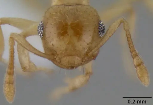 Crematogaster fritzi - CASENT0193803