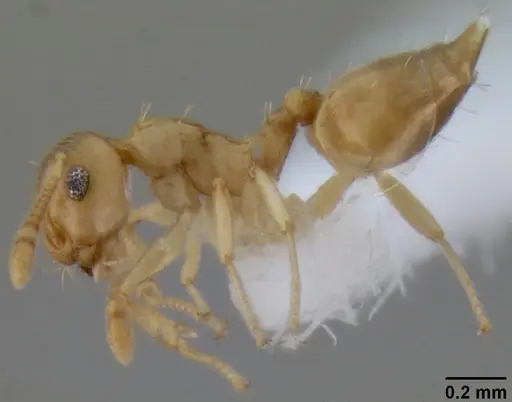 Crematogaster fritzi - CASENT0193803