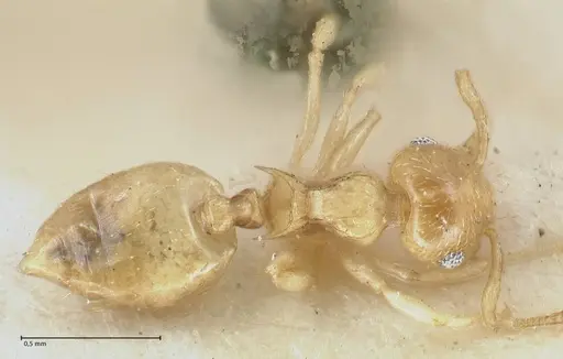 Crematogaster fritzi - FOCOL1631-1