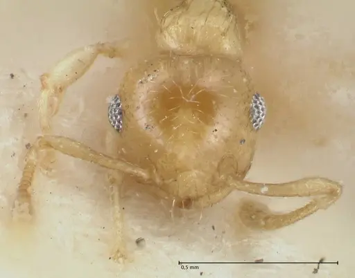 Crematogaster fritzi - FOCOL1631-1