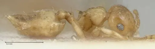 Crematogaster fritzi - FOCOL1631-1