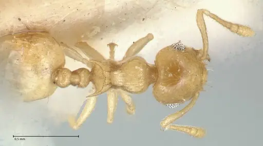 Crematogaster fritzi - FOCOL1631-2
