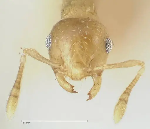 Crematogaster fritzi - FOCOL1631-2