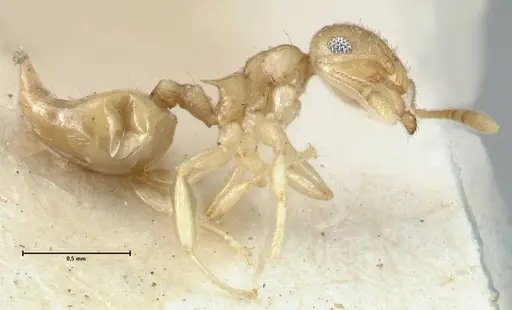 Crematogaster fritzi - FOCOL1631-2