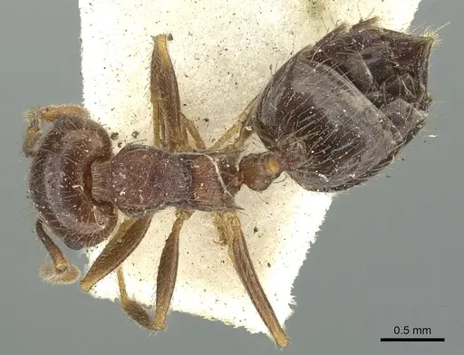Crematogaster frivola specimen