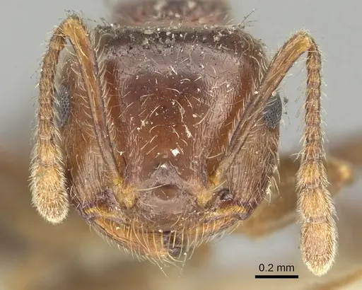 Crematogaster frivola specimen