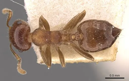 Crematogaster frivola - CASENT0908377