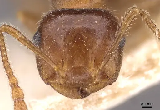 Crematogaster frivola - CASENT0908377