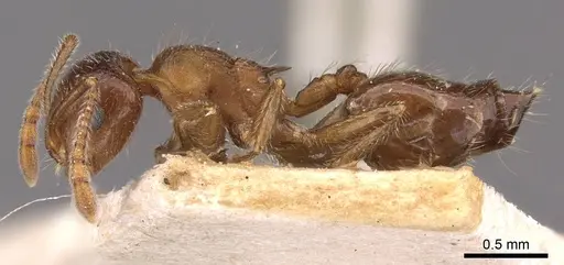 Crematogaster frivola - CASENT0908377