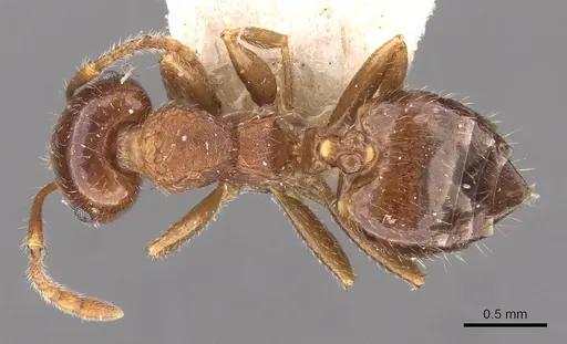 Crematogaster frivola - CASENT0908378