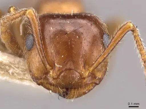 Crematogaster frivola - CASENT0908378