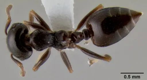 Crematogaster fruhstorferi specimen