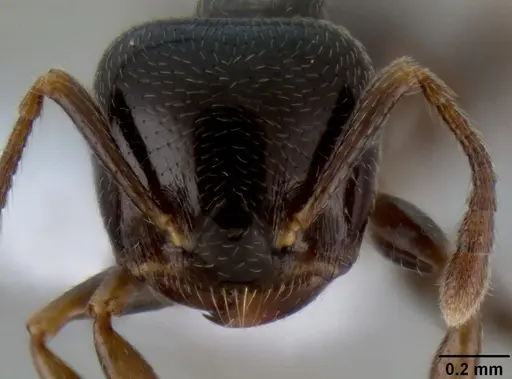 Crematogaster fruhstorferi specimen