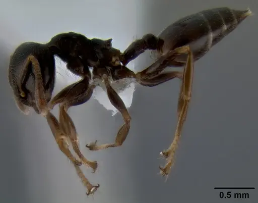 Crematogaster fruhstorferi specimen