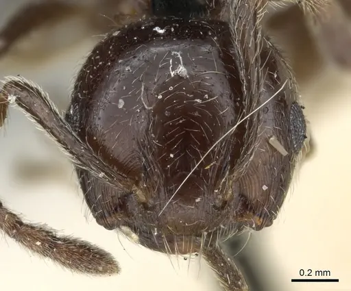 Crematogaster fruhstorferi - CASENT0904528