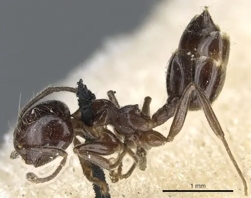 Crematogaster fruhstorferi - CASENT0904528
