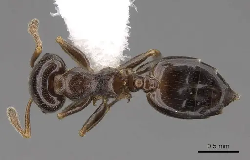 Crematogaster fruhstorferi - CASENT0922678