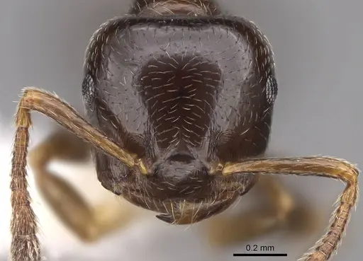 Crematogaster fruhstorferi - CASENT0922678