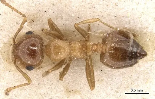 Crematogaster fuentei specimen