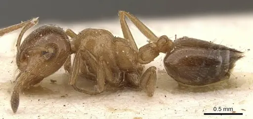 Crematogaster fuentei specimen